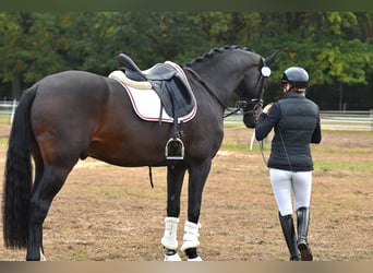 Sportivo Tedesco / Sportivo della Germania, Castrone, 4 Anni, 165 cm, Baio scuro