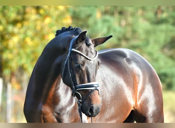 Sportivo Tedesco / Sportivo della Germania, Castrone, 4 Anni, 165 cm, Baio scuro