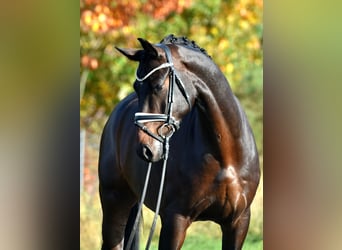 Sportivo Tedesco / Sportivo della Germania, Castrone, 4 Anni, 165 cm, Baio scuro