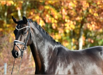 Sportivo Tedesco / Sportivo della Germania, Castrone, 4 Anni, 165 cm, Baio scuro