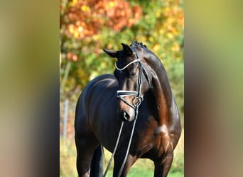 Sportivo Tedesco / Sportivo della Germania, Castrone, 4 Anni, 165 cm, Baio scuro