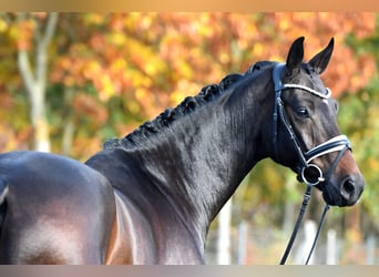 Sportivo Tedesco / Sportivo della Germania, Castrone, 4 Anni, 165 cm, Baio scuro