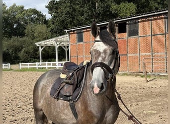 Sportivo Tedesco / Sportivo della Germania, Castrone, 4 Anni, 165 cm, Grigio
