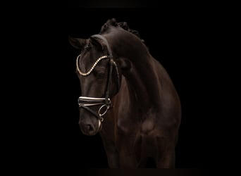 Sportivo Tedesco / Sportivo della Germania, Castrone, 4 Anni, 166 cm, Morello
