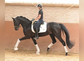 Sportivo Tedesco / Sportivo della Germania, Castrone, 4 Anni, 166 cm, Morello