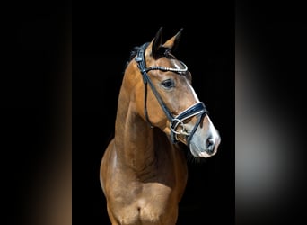 Sportivo Tedesco / Sportivo della Germania, Castrone, 4 Anni, 167 cm, Baio
