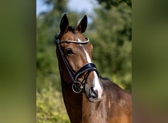 Sportivo Tedesco / Sportivo della Germania, Castrone, 4 Anni, 167 cm, Baio