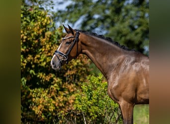 Sportivo Tedesco / Sportivo della Germania, Castrone, 4 Anni, 167 cm, Baio