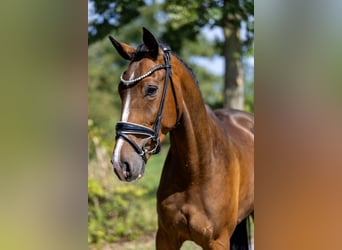 Sportivo Tedesco / Sportivo della Germania, Castrone, 4 Anni, 167 cm, Baio