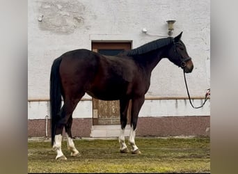 Sportivo Tedesco / Sportivo della Germania, Castrone, 4 Anni, 167 cm, Baio scuro