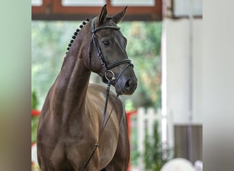 Sportivo Tedesco / Sportivo della Germania, Castrone, 4 Anni, 167 cm, Morello