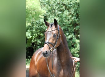 Sportivo Tedesco / Sportivo della Germania, Castrone, 4 Anni, 168 cm, Baio