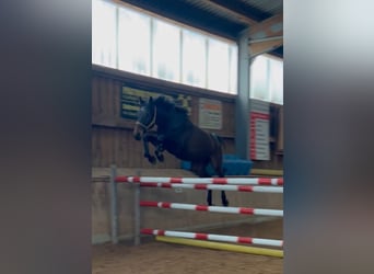 Sportivo Tedesco / Sportivo della Germania, Castrone, 4 Anni, 168 cm, Baio nero