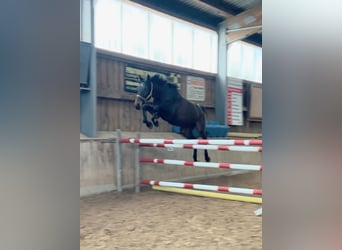 Sportivo Tedesco / Sportivo della Germania, Castrone, 4 Anni, 168 cm, Baio nero