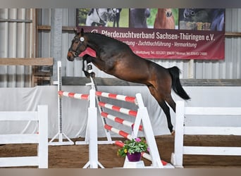 Sportivo Tedesco / Sportivo della Germania, Castrone, 4 Anni, 168 cm, Baio nero