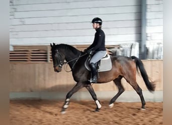 Sportivo Tedesco / Sportivo della Germania, Castrone, 4 Anni, 168 cm, Baio nero