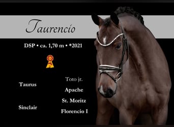 Sportivo Tedesco / Sportivo della Germania, Castrone, 4 Anni, 168 cm, Baio scuro