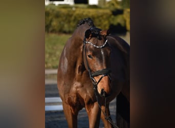 Sportivo Tedesco / Sportivo della Germania, Castrone, 4 Anni, 168 cm, Baio scuro