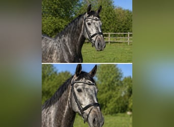 Sportivo Tedesco / Sportivo della Germania, Castrone, 4 Anni, 168 cm, Grigio pezzato