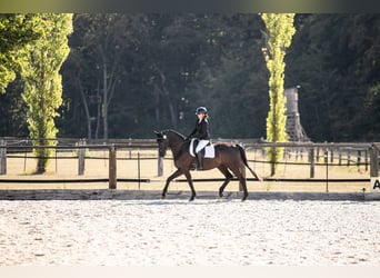 Sportivo Tedesco / Sportivo della Germania, Castrone, 4 Anni, 168 cm, Morello