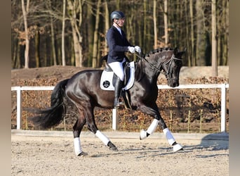 Sportivo Tedesco / Sportivo della Germania, Castrone, 4 Anni, 168 cm, Morello