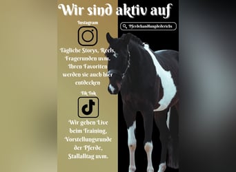 Sportivo Tedesco / Sportivo della Germania, Castrone, 4 Anni, 168 cm, Pezzato