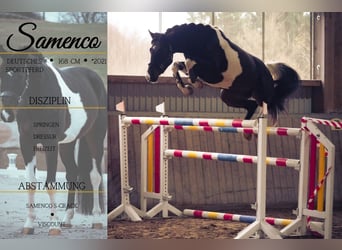 Sportivo Tedesco / Sportivo della Germania, Castrone, 4 Anni, 168 cm, Pezzato