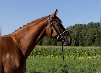 Sportivo Tedesco / Sportivo della Germania, Castrone, 4 Anni, 168 cm, Sauro