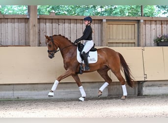 Sportivo Tedesco / Sportivo della Germania, Castrone, 4 Anni, 168 cm, Sauro