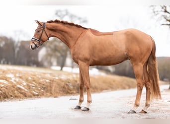 Sportivo Tedesco / Sportivo della Germania, Castrone, 4 Anni, 168 cm, Sauro