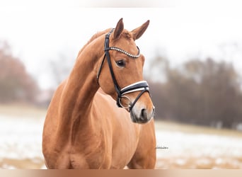 Sportivo Tedesco / Sportivo della Germania, Castrone, 4 Anni, 168 cm, Sauro