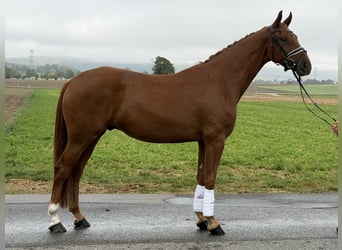Sportivo Tedesco / Sportivo della Germania, Castrone, 4 Anni, 168 cm, Sauro