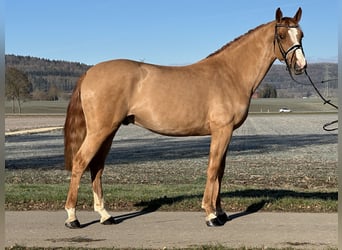 Sportivo Tedesco / Sportivo della Germania, Castrone, 4 Anni, 168 cm, Sauro