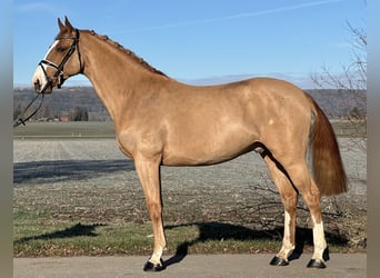 Sportivo Tedesco / Sportivo della Germania, Castrone, 4 Anni, 168 cm, Sauro