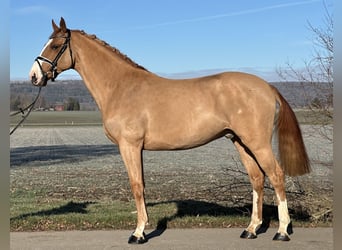 Sportivo Tedesco / Sportivo della Germania, Castrone, 4 Anni, 168 cm, Sauro