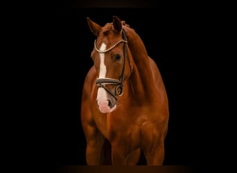 Sportivo Tedesco / Sportivo della Germania, Castrone, 4 Anni, 168 cm, Sauro scuro