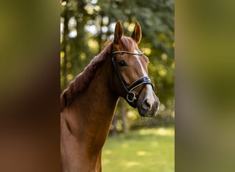 Sportivo Tedesco / Sportivo della Germania, Castrone, 4 Anni, 168 cm, Sauro scuro
