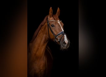 Sportivo Tedesco / Sportivo della Germania, Castrone, 4 Anni, 168 cm, Sauro scuro