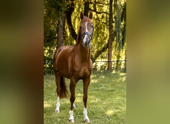 Sportivo Tedesco / Sportivo della Germania, Castrone, 4 Anni, 168 cm, Sauro scuro