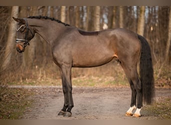 Sportivo Tedesco / Sportivo della Germania, Castrone, 4 Anni, 169 cm, Baio
