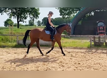Sportivo Tedesco / Sportivo della Germania, Castrone, 4 Anni, 169 cm, Baio chiaro