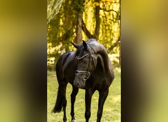 Sportivo Tedesco / Sportivo della Germania, Castrone, 4 Anni, 169 cm, Morello