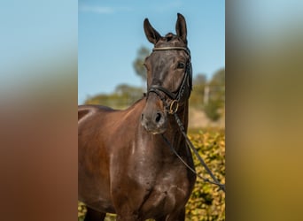 Sportivo Tedesco / Sportivo della Germania, Castrone, 4 Anni, 169 cm, Morello