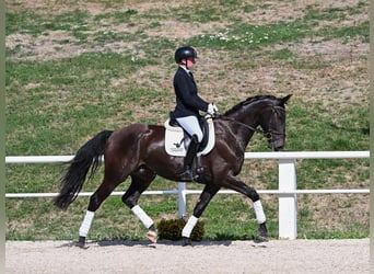 Sportivo Tedesco / Sportivo della Germania, Castrone, 4 Anni, 169 cm, Morello