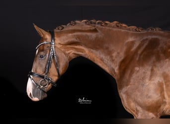 Sportivo Tedesco / Sportivo della Germania, Castrone, 4 Anni, 169 cm, Sauro scuro
