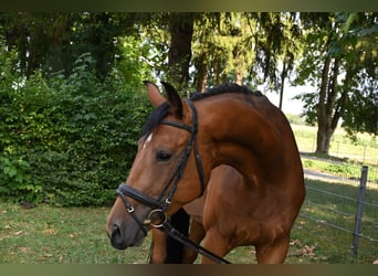 Sportivo Tedesco / Sportivo della Germania, Castrone, 4 Anni, 170 cm, Baio