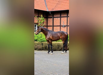 Sportivo Tedesco / Sportivo della Germania, Castrone, 4 Anni, 170 cm, Baio