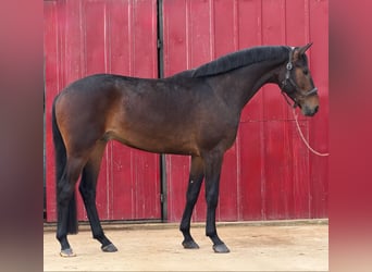 Sportivo Tedesco / Sportivo della Germania, Castrone, 4 Anni, 170 cm, Baio