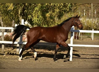 Sportivo Tedesco / Sportivo della Germania, Castrone, 4 Anni, 170 cm, Baio