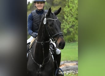 Sportivo Tedesco / Sportivo della Germania, Castrone, 4 Anni, 170 cm, Baio nero